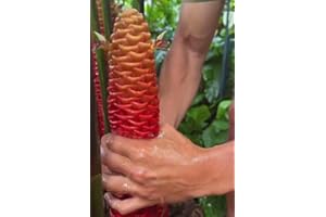 FLOWER OF LIFE INC 5 Count Awapuhi Wild Ginger Rhizomes Shampoo Live Plant,Fresh Roots Raw, Zingiber Zerumbet Pinecone Bitter Ginger, Hawaiian Ginger Lily, Pinecone Ginger Red Ginger Roots for Planting