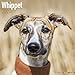 Whippet Calendar - Dog Breed Calendars - 2019 - 2020 Wall Calendars - 16 Month by Avonside (Multilin by 
