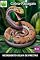 Livro Cobra-papagaio