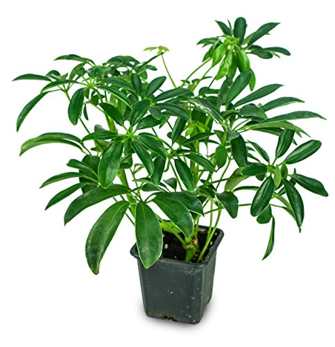 Josh's Frogs Chameleon Vivarium Plant Kit