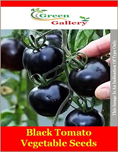 Green Gallery Black Tomato Fresh Vegetable Seeds for TerrSPACE and Kitchen Gardening Planting Farming