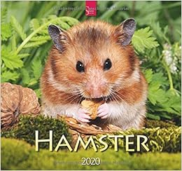 Hamster: Original Stürtz-Kalender 2020 - Mittelformat-Kalender 33 x 31 cm Hamster: Original Stürtz-Kalender 2020 - Mittelformat-Kalender 33 x 31 cm