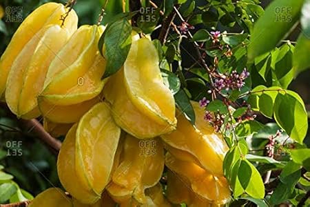 Mphmi Live Plant Star Fruit Carambola Garden Sementes Averrhoa For Balcony Plant(1 Healthy Live Plant