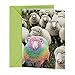 Hallmark Shoebox Funny Birthday Card (Rainbow Sheep)