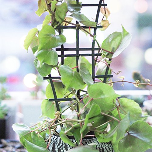 Olpchee 10Pcs Plastic Mini DIY Flower Support Garden Trellis Superimposed Plant Winding Climbing Supports Dark Green