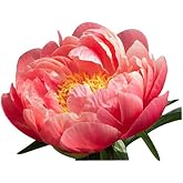 Coral Sunset Double Peony - Shipped Bare Root - Most Beautiful of the Coral Peonies
