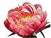 Coral Charm Peony - Semi Double