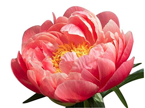 Coral Charm Peony - Semi Double