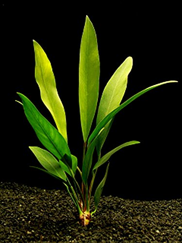 50 Live Aquarium Plants / 12 Different Kinds - 4 Amazon 