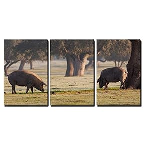 3 Piece Canvas Wall Art - Iberian Pigs Grazing in The Extremadura Landscape in Spain - Modern Home Art Stretched and Framed Ready to Hang - 16"x24"x3 Panels