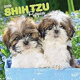 Shih Tzu Puppies 2020 12 x 12 Inch Monthly Square Wall Calendar, Animal Small Dog Breed Puppies by 