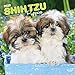 Shih Tzu Puppies 2020 12 x 12 Inch Monthly Square Wall Calendar, Animal Small Dog Breed Puppies by 