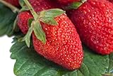 HEIRLOOM NON GMO Surecrop Strawberry 50 seeds