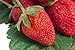 HEIRLOOM NON GMO Surecrop Strawberry 50 seeds
