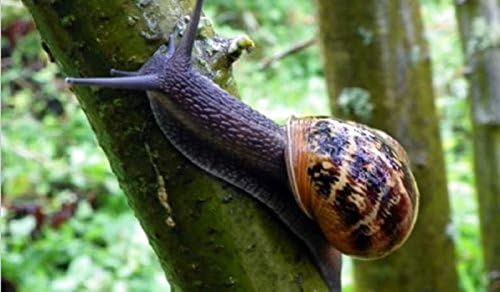 Hot Sale! 10 SNAILS, Helix Aspersa Muller, Greek, Alive, Perfect Pets, Free at Nature