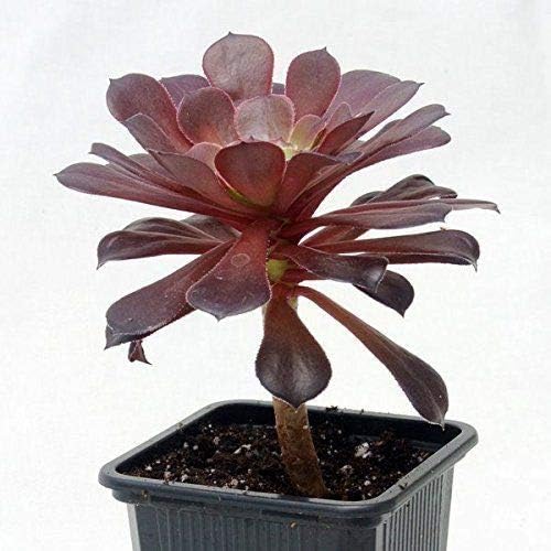 GEOPONICS Black Rose Tree - Aeonium arboreum - Rare - Easy to Grow! - 3" Pot