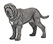Neapolitan Mastiff