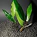 Mainam Anubias Lanceolata Rooted Rhizome Long Leaves Live Aquarium Plants Decorations