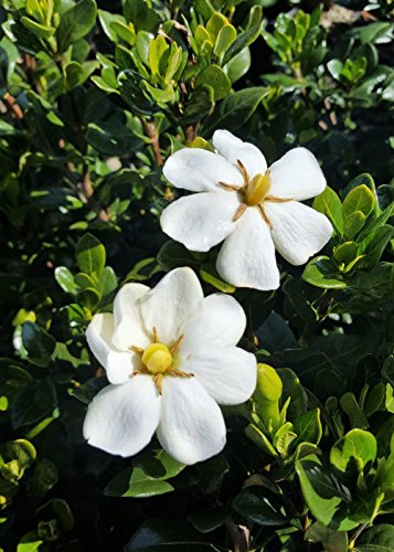 Southern Living Plant Collection White Mountain Snow Pieris Flowering