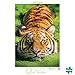Buffalo Games - Earthpix - Tiger Eyes - 500 Piece Jigsaw Puzzle