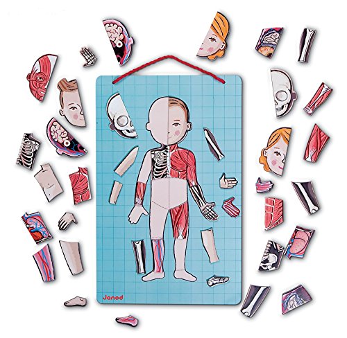 Janod Bodymagnet Educational Human Body Game - Anatomy, Organs, Skeleton, Muscles - 76 Magnetic Pieces - From 7 Years… – Bild 4