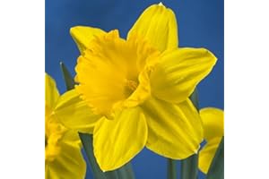 HOLLAND BULB FARMS Gigantic Star Daffodil Flower Bulbs - 10 Bulbs per Pack - Vanilla Fragrance - Deer Resistant - Good as Cut Flowers - Good for Indoor Forcing - Grows Well in Containers - Naturalizing - Perennializing