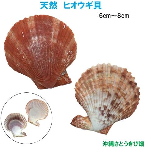 Amazon 天然 ヒオウギ貝 6cm 8cm ビーズ レジン アクセサリー 通販 Amazon 天然 ヒオウギ貝 6cm 8cm ビーズ レジン アクセサリー 通販