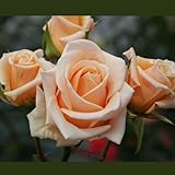 Ambiance Rose Bush | Organic Grown Floribunda Tea Rose Peach Flowers | 4 Inch Container