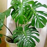 30Pcs Swiss Cheese Plant, Monstera Deliciosa Bonsai Indoor Plant Seeds For Home Garden Balcony Decor