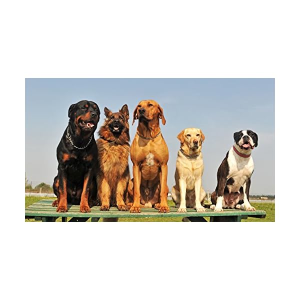 Bachblüten Globuli Hunde Katzen Beruhigung Beruhigungsmittel bei