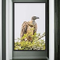 Framed Canvas Wall Art Single Bird Birds Expressive Farmhouse/Country Multicolor Photography Portrait Single - 16x24 inches