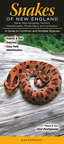 Snakes of New England Ct, Me, Ma, Nh, Ri, Vt