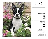 Image de Just Boston Terriers 2018 Calendar
