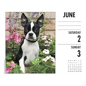 Just Boston Terriers 2018 Calendar