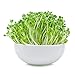 Mountain Valley Seed Company 1 Lb Non-GMO Arugula Vegetable Seeds for Outdoor Garden and Indoor Salad Microgreens Non GMO Arugula Microgreens Seeds for Micro Greens Seed Kit & Micro Greens Seed Mix primary