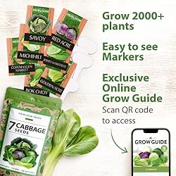 7 Cabbage Seeds for Planting - 2000+ Heirloom