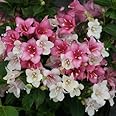 Live plant from Green Promise Farms Florida 'Czechmate Trilogy' (Weigela) Shrub, 3-Size Container, Pink-White-red Flowers