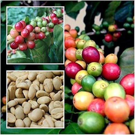 PLAT FIRM GERMINATIONSAMEN: Coffea Arabica 50 Samen, Kaffeesamen, Arabica fÃ¼r den Anbau, Pflanzen Von Thai
