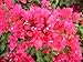 Bougainvillea - 'James Walker''