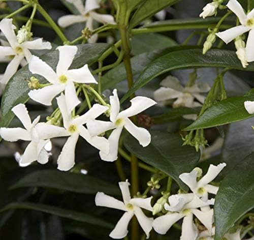 2 Plants.Star Jasmine Vine, Live Potted, Jasminoides, Very Fragrant