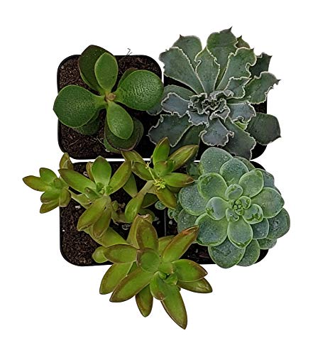 6 Succulent+Plants+Pack+Succulents+Decoration