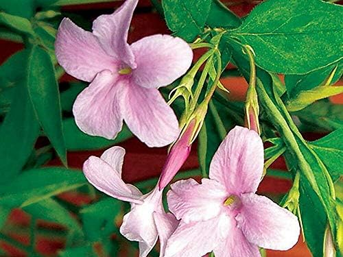French Pink Hardy Jasmine Jasminum stephanense 2.5 Inch Pot Indoors or Out AG002