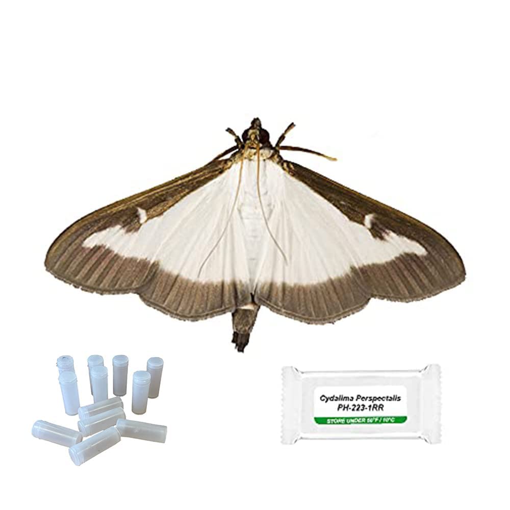 BuxAllure - Pheromone Lure Refills for Box Tree Caterpillar Moth Traps, Pack of 4