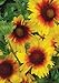 Blanket Flower (Gaillardia aristata), 200 Certified Pure Live Seed, True Native Seed