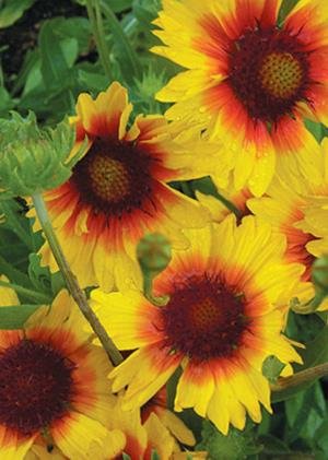 Blanket Flower (Gaillardia aristata), 200 Certified Pure Live Seed, True Native Seed Blanket Flower (Gaillardia aristata), 200 Certified Pure Live Seed, True Native Seed