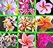 100 Fresh Seeds Plumeria Agave Rare Real Mix Set8