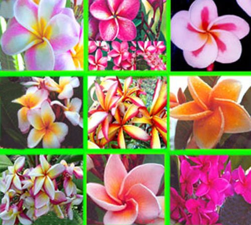100 Fresh Seeds Plumeria Agave Rare Real Mix Set8 100 Fresh Seeds Plumeria Agave Rare Real Mix Set8