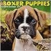 Just Boxer Puppies 2019 Wall Calendar (Dog Breed Calendar)