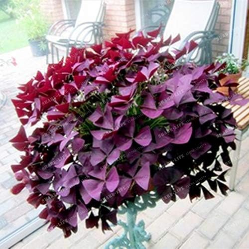 100 Red Oxalis Wood Sorrel Flower Oxalis Purple Shamrock Clover 100% Real Flower Bonsai Seeds Perennial Outdoor for Home Garden