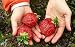 Rare Seeds Giant Strawberry Alyy Ogonek-Scarlet Light Organic Russian Berries